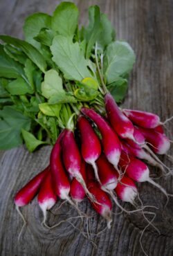Spring Radish 18 Day LAH 2024 web_DSF4636 scaled