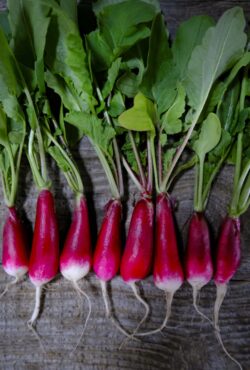 Spring Radish 18 Day LAH 2024 web_DSF4642 scaled