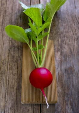 Spring Radish Giant Butter LAH 2025 web_DSF4662 scaled