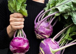 Kohl Rabi Dyna LAH 2025 web IMG_1356 scaled