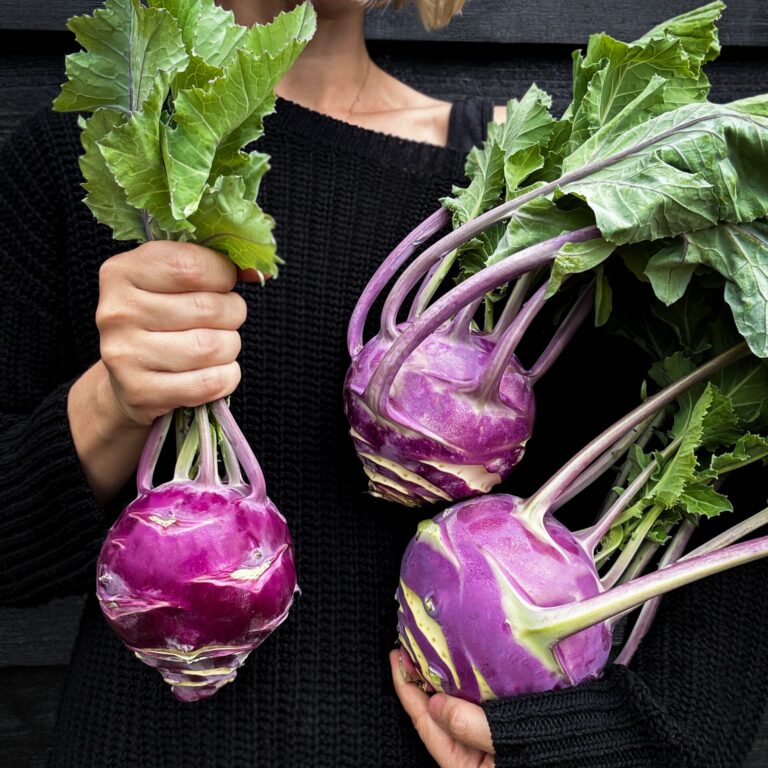 Kohl Rabi Dyna LAH 2025 web IMG_1356 scaled