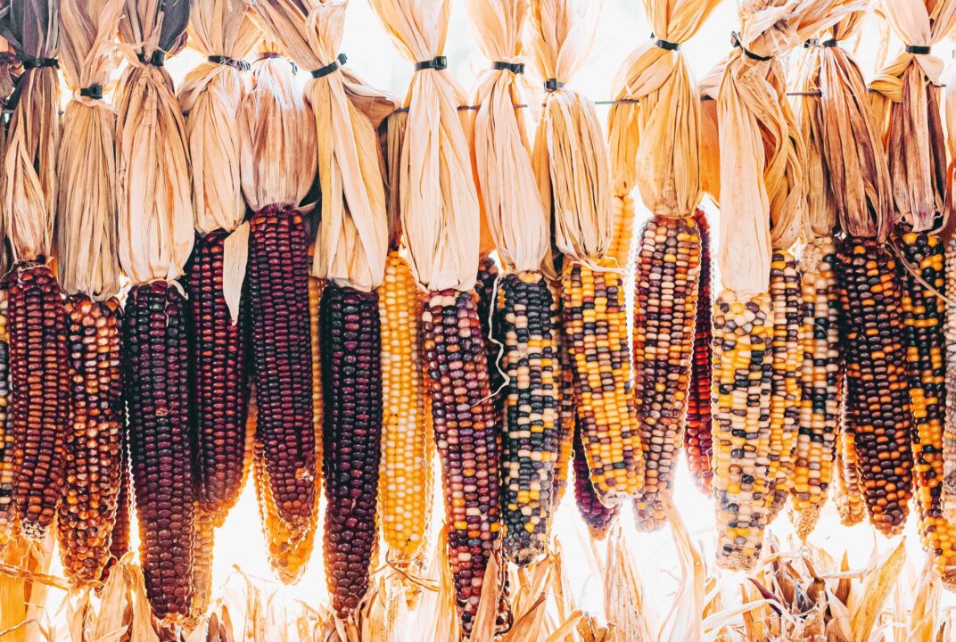 How to Sow and Grow Corn | She Grows Veg