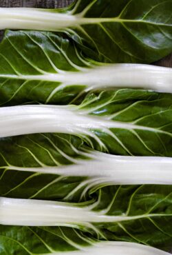 Swiss Chard Barese LAH 2025 web _DSF5075 scaled