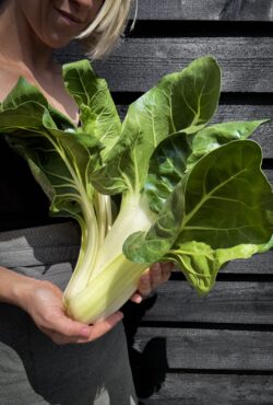 Swiss Chard Barese LAH 2025 web IMG_1387 scaled