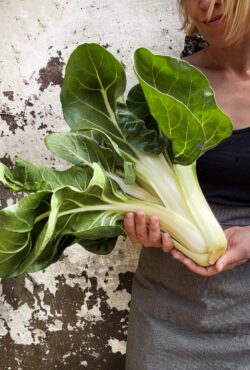 Swiss Chard Barese LAH 2025 web IMG_1390 scaled