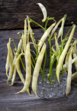 Dwarf Bean Cresso LAH 2024 web _DSF5042 1 scaled