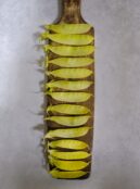 Mangetout Golden Sweet LAH 2025 web _DSF5013 scaled
