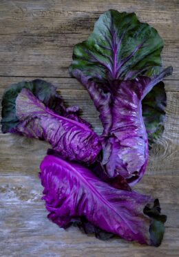 Cabbage Kalibos LAH 2025 web _DSF4752 scaled