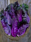 Cabbage Kalibos LAH 2025 web _DSF4749 scaled