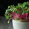 Microgreen Radish