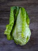 Cabbage Filderkraut LAH 2025 web _DSF4758 scaled