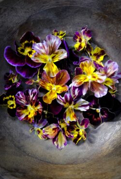 Viola Brushstrokes LAH 2025 web _DSF4888 scaled