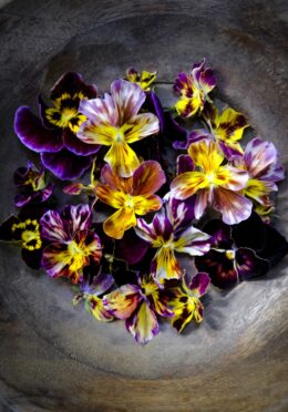 Viola Brushstrokes LAH 2025 web _DSF4888 scaled