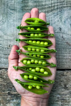 Pea Tom Thumb LAH IMG_8148 scaled