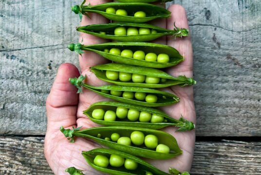 Pea Tom Thumb LAH IMG_8148 scaled