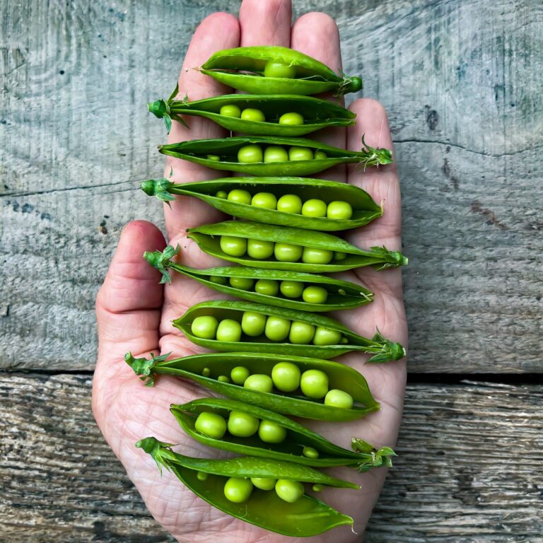 Pea Tom Thumb LAH IMG_8148 scaled