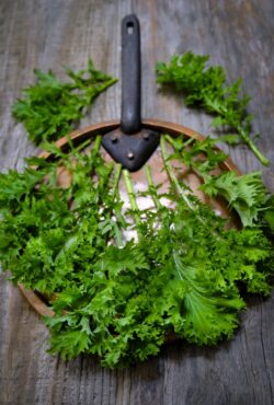 Mustard Wasabi LAH 2025 web _DSF5226 scaled