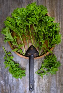 Mustard Wasabi LAH 2025 web _DSF5224 scaled