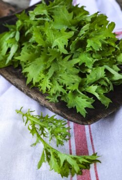 Mustard Wasabi Cover Crop LAH _DSF2756 scaled