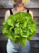 Lettuce White Boston LAH 2025 web IMG_1579 scaled