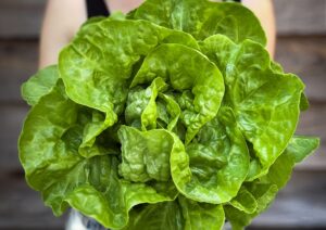 Lettuce White Boston LAH 2025 web IMG_1579 scaled
