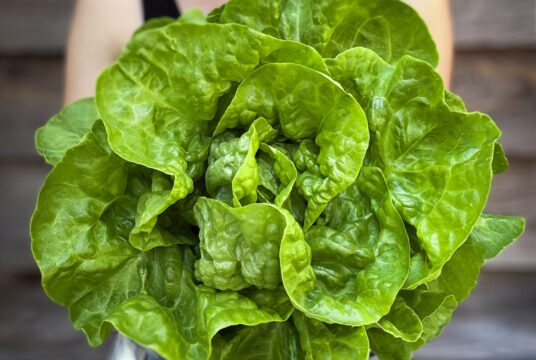 Lettuce White Boston LAH 2025 web IMG_1579 scaled