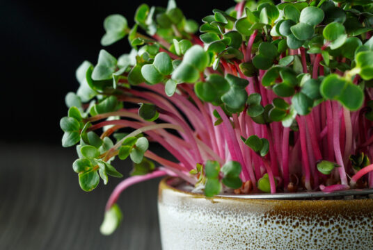 Microgreen Radish cover shutterstock_1571509582 1 scaled 1