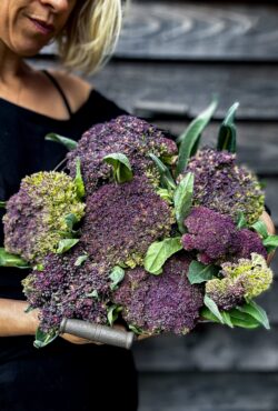 Cauliflower Violet of Sicily LAH 2025 portrait IMG_0398 1 scaled