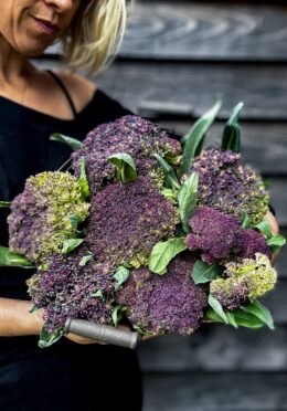 Cauliflower Violet of Sicily LAH 2025 portrait IMG_0398 1 scaled