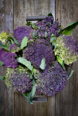 Cauliflower Violet of Sicily LAH 2025 web _DSF4691 scaled