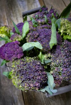 Cauliflower Violet of Sicily LAH 2025 web _DSF4693 scaled