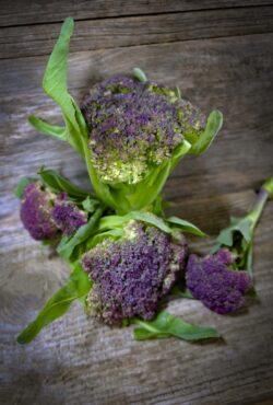 Cauliflower Violet of Sicily LAH 2025 web _DSF4696 scaled