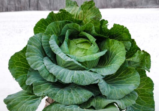 Cabbage Sapporo Giant web L1000101 1 scaled
