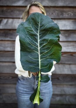 Kale Thousand Head LAH 2025 web IMG_0156 scaled