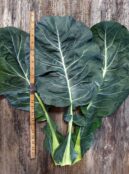 Kale Thousand Head LAH 2025 web IMG_0160 scaled