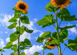 Sunflower High Hopes web 2372363163 scaled