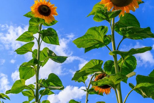 Sunflower High Hopes web 2372363163 scaled