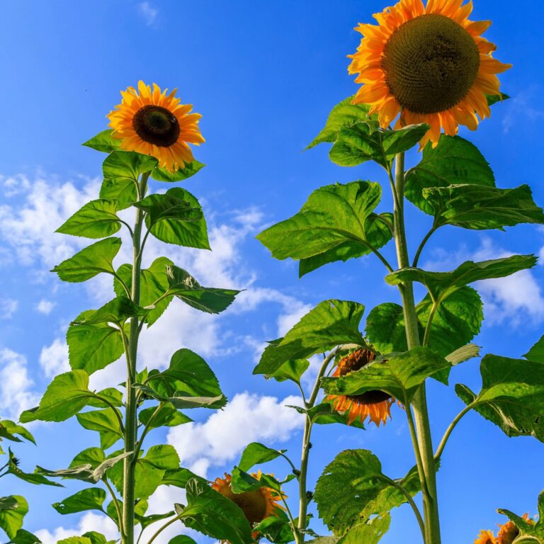 Sunflower High Hopes web 2372363163 scaled