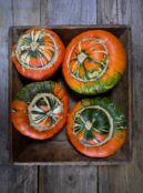 Squash Turks Turban web _DSF4379 scaled