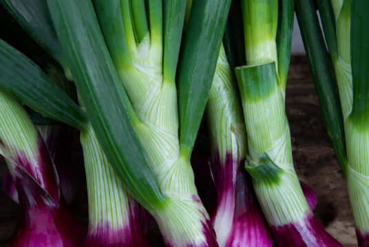 Spring Onion Purplette web2146384199