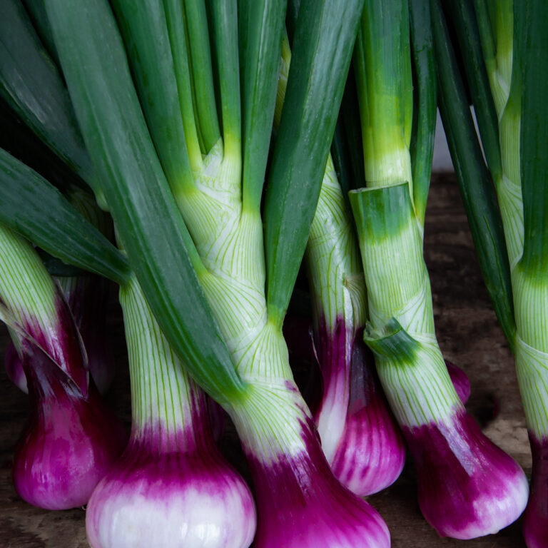 Spring Onion Purplette web2146384199