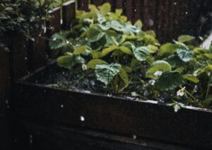 phoebe lynch BZeJDXGae4w unsplash