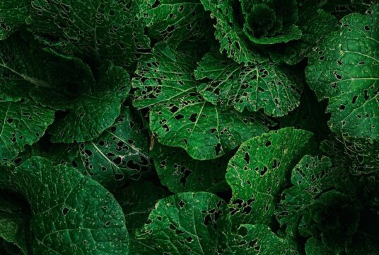 eugene golovesov xFJ mhKq4do unsplash scaled
