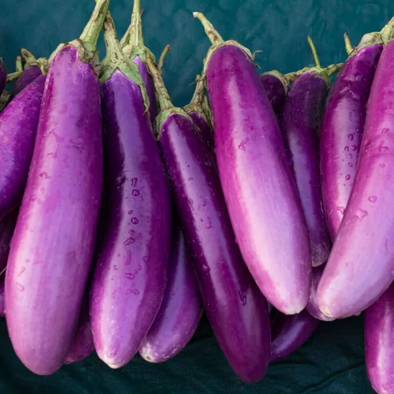 Aubergine Lilac Wand