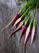 Carrot Gniff LAH 2025 web _DSF6440 scaled