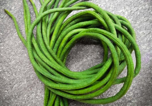 French Bean Yard Long web 2267171951 scaled