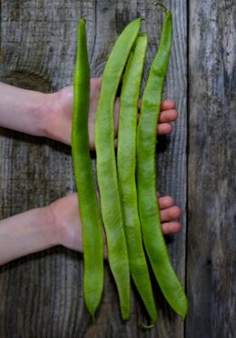 Runner Bean Guinness Record LAH 2025 web_DSF4629 scaled