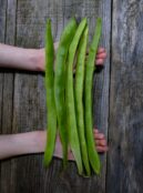 Runner Bean Guinness Record LAH 2025 web_DSF4627 scaled