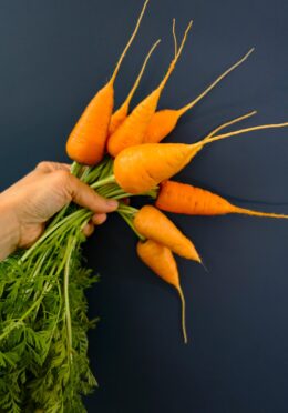 Carrot Ox Heart LAH 2025 web_DSF6436 scaled