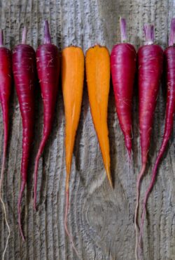 Carrot Cosmic Purple LAH 2025 web_DSF6426 scaled